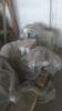 Picture of Siemens motor 45KW,2Pole, Type 1LG6 223-2MA61
